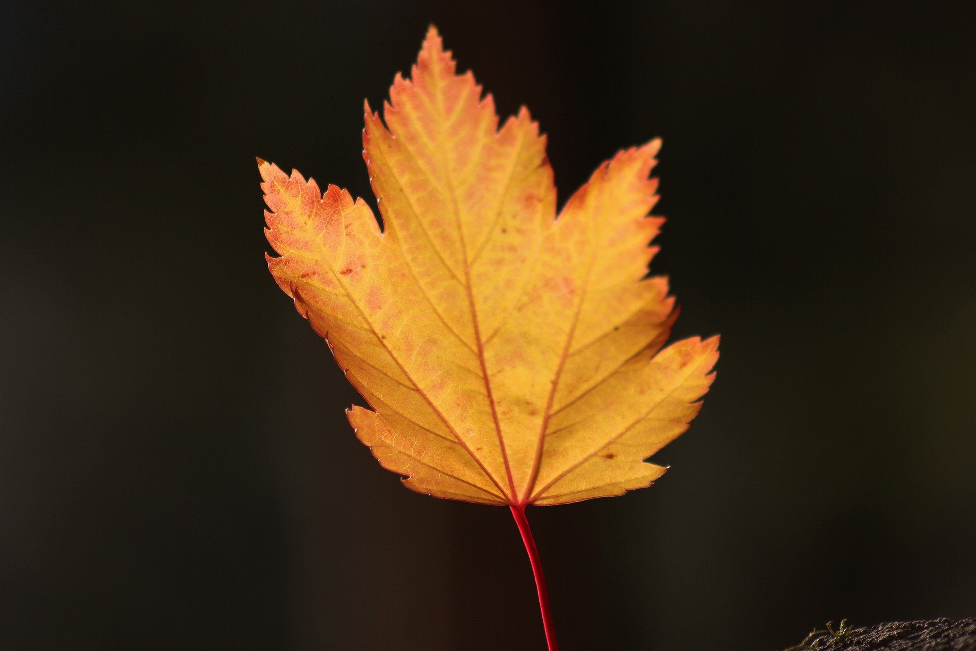 动态规划算法详解:从入门到精通
